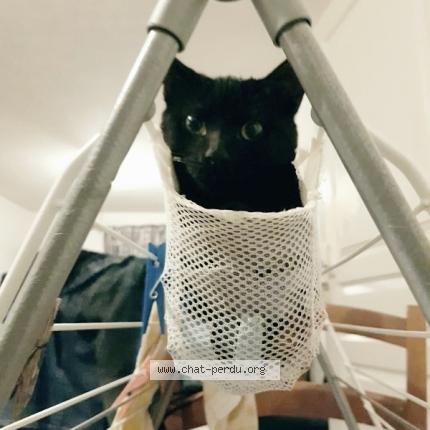 Foto 2/2 Fripouille Chat perdido en La marne