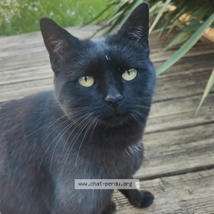 Foto 1/1 Prince Chat perdido en Varennes