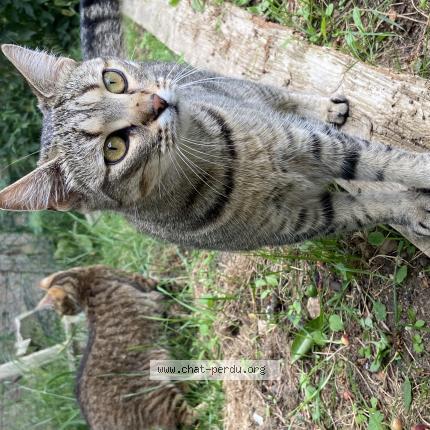 Foto 1/1 Isis Chat perdido en Asse le boisne