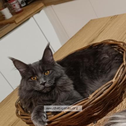 Foto 1/1 Uny Chat perdido en Tourcoing