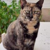 Foto del gato perdido en St Macaire En Mauges