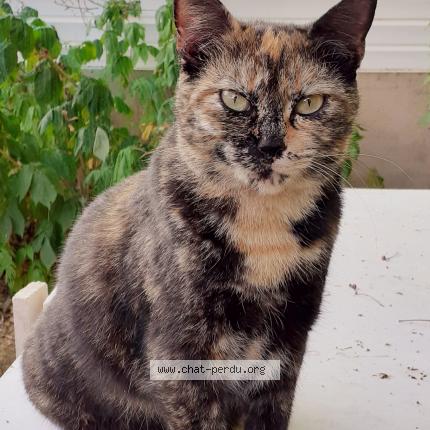 Foto 1/1 Prisca Chat perdido en St macaire en mauges