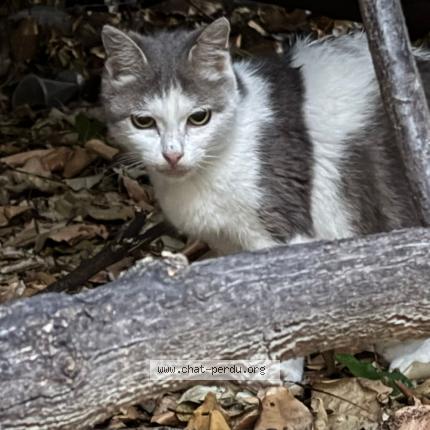 Foto 1/1 Gato encontrado Encontrado en Ermont