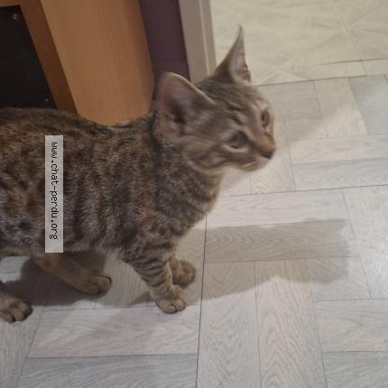 Foto 1/1 Gato encontrado Encontrado en Buxerolles