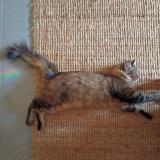 Foto del gato perdido en Saint Lys