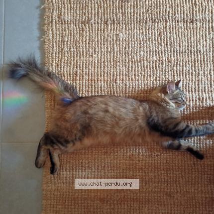 Foto 1/1 Ala Chat perdido en Saint lys