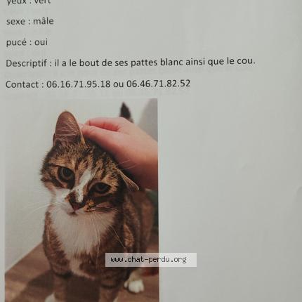Foto 1/1 Zion prononc&eacute; zaione Chat perdido en Montigne