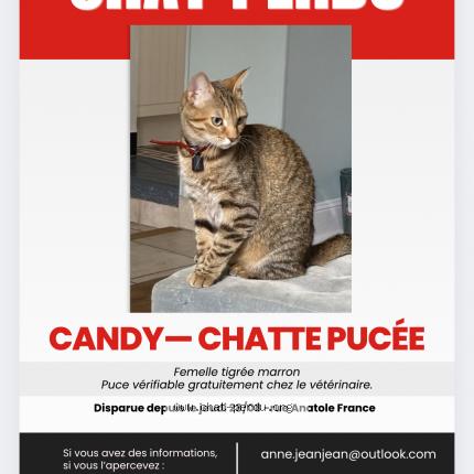 Foto 1/1 Candy Chat perdido en Joue les tours
