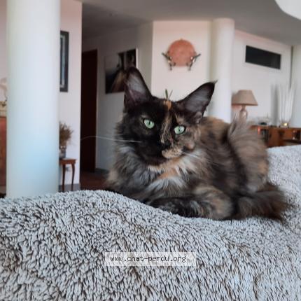 Foto 1/1 TIMOUNE Chat perdido en Saint feliu d avall