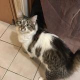 Foto del gato perdido en Villeurbanne