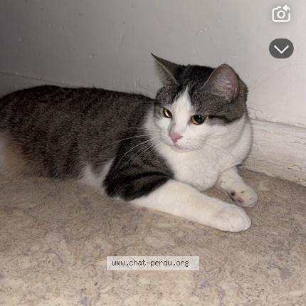 Foto 1/1 pammuk Chat perdido en Lons le saunier