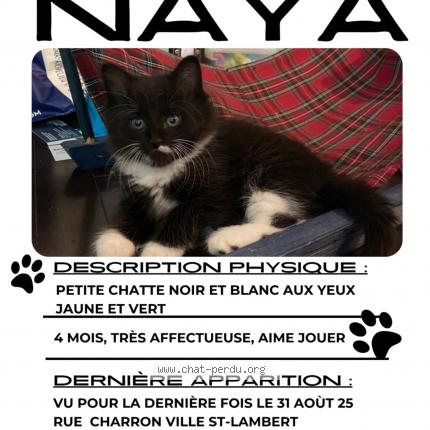 Foto 1/1 Naya Chat perdido en Lemoyne