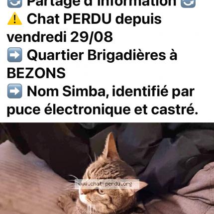Foto 1/1 Simba Chat perdido en Bezons