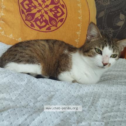 Foto 1/1 Themis Chat perdido en Brest