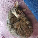 Foto del gato perdido en Ferrieres