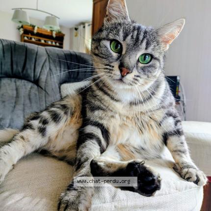 Foto 1/1 Pixie Chat perdido en Saint vincent sur oust