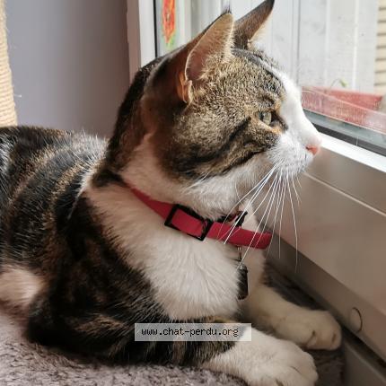 Foto 1/1 MINOU enregistr&eacute; Theor. Chat perdido en Acheres