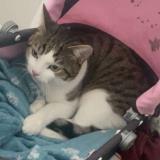 Foto del gato perdido en Bruebach