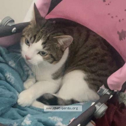 Foto 1/1 Flanel Chat perdido en Bruebach