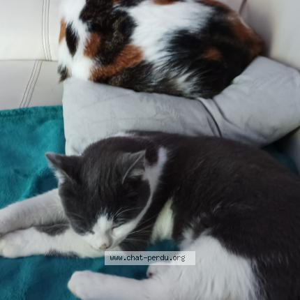 Foto 1/1 Severine Harang Chat perdido en Castelnaudary