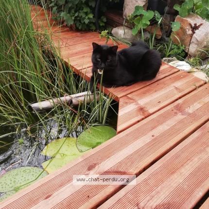 Foto 1/1 Pompon Chat perdido en Bailleul