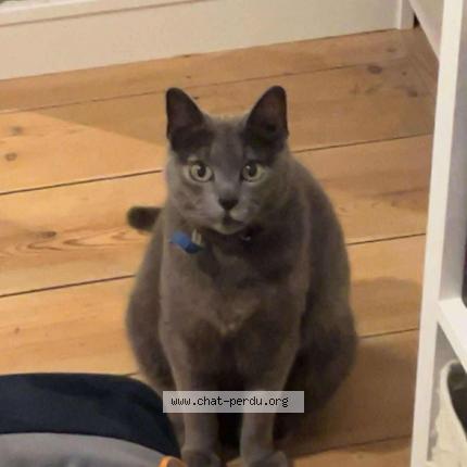 Foto 1/1 Frisquette Chat perdido en Lille