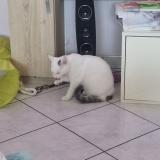 Foto del gato perdido en Mery Sur Marne