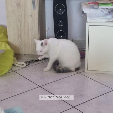 Foto 1/1 Vortex Chat perdido en Mery sur marne