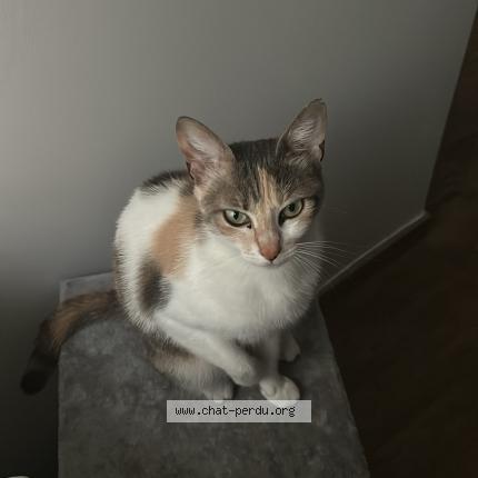 Foto 1/1 Twisty Chat perdido en Lyon