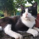 Foto del gato perdido en Saint Vit