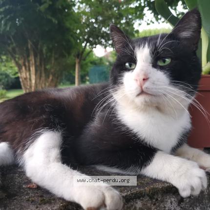 Foto 1/1 Junior Chat perdido en Saint vit