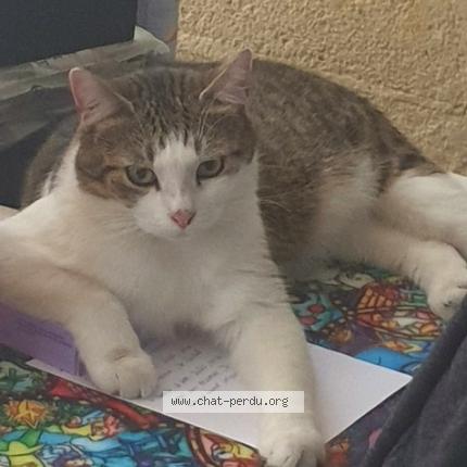 Foto 1/1 Gary Chat perdido en Bordeaux