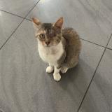 Foto del gato perdido en Lieusaint