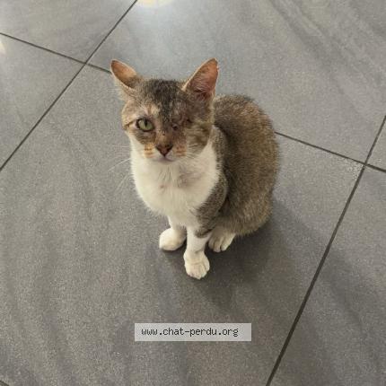 Foto 1/1 Tigrou Chat perdido en Lieusaint