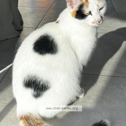 Foto 1/1 Bulle Chat perdido en Four