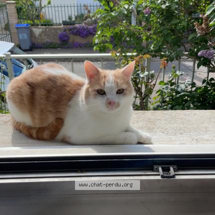 Foto 1/1 SUIKO Chat perdido en Reze