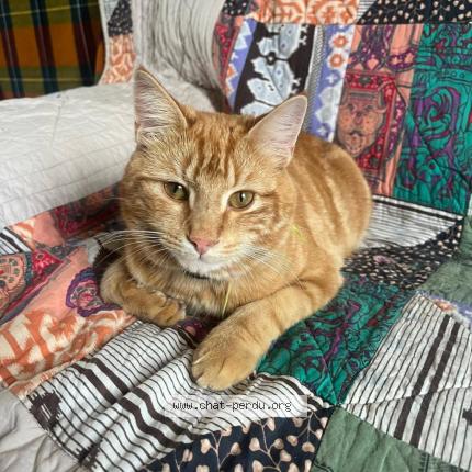 Foto 1/1 Gustave Chat perdido en Dolus d oleron