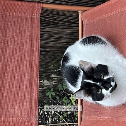 Foto 1/1 Pizza Chat perdido en Les adrets