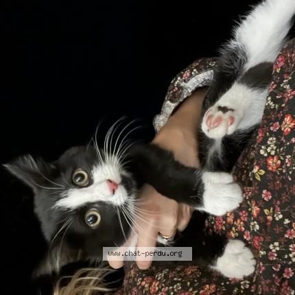 Foto 1/1 Gato encontrado Encontrado en Capinghem