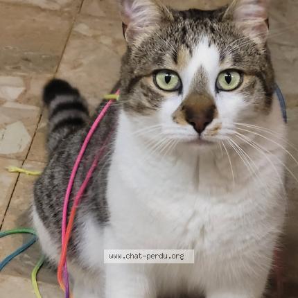 Foto 1/1 Pika Servian Chat perdido en Servian