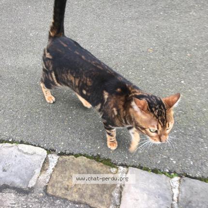 Foto 1/1 Baghera Chat perdido en Marly le roi