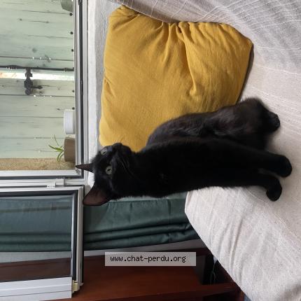 Foto 1/1 Mimouche Chat perdido en Montpellier