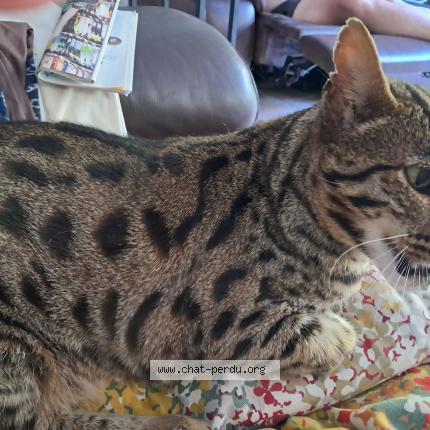 Foto 1/1 Gato encontrado Perdido en Eaubonne