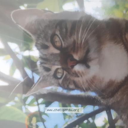 Foto 1/1 Léo Chat perdido en Bondy
