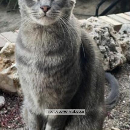 Foto 1/1 Rafael Chat perdido en Majadahonda