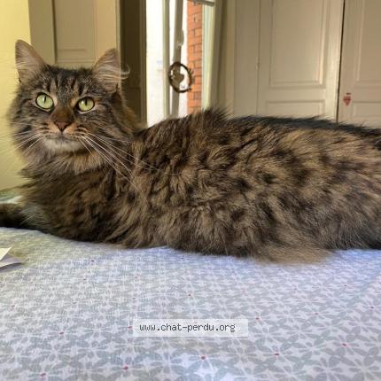 Foto 1/1 Pumba Chat perdido en Mulhouse