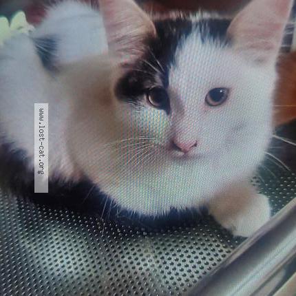 Foto 1/1 PEARL Chat perdido en Fresno