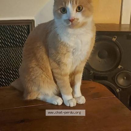 Foto 1/1 Diego Chat perdido en Marcigny