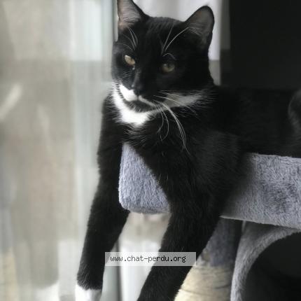 Foto 1/1 Snow Chat perdido en Chateauneuf les martigues