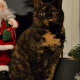 Foto del gato perdido en Provin